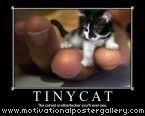 Tinycat Motivational Poster